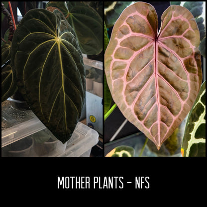 Anthurium Carlablackiae × AOS X Purple Amethyst | 6 cm pot