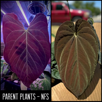 Anthurium (DoraBVEP x RLFS) X BVEP (Round x RA1) | 7 cm pot