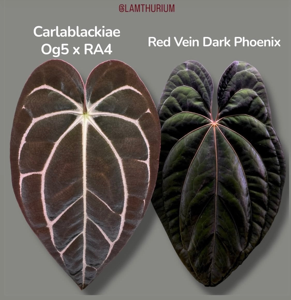 Anthurium Carlablackiae (OG5xRA4) X RVDP | 7 cm pot