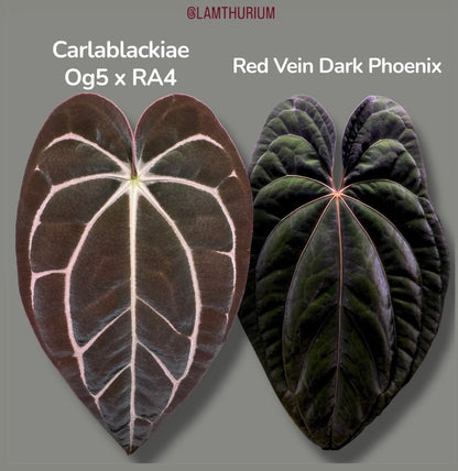 Anthurium Carlablackiae (OG5xRA4) X RVDP | 7 cm pot