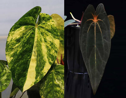 Anthurium Papillilaminum var X (Darkest Panama x X-one) | 7 cm pot [super-select]