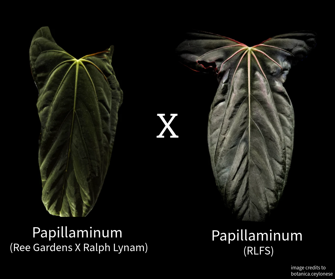 Anthurium Papillaminum (Ree Gardens x RL) X RLFS | 7 cm pot [C]