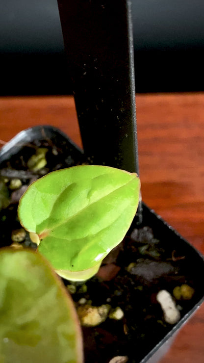 Anthurium Indo Black Widow X (Carlablackiae x Papillaminum) | 7 cm pot