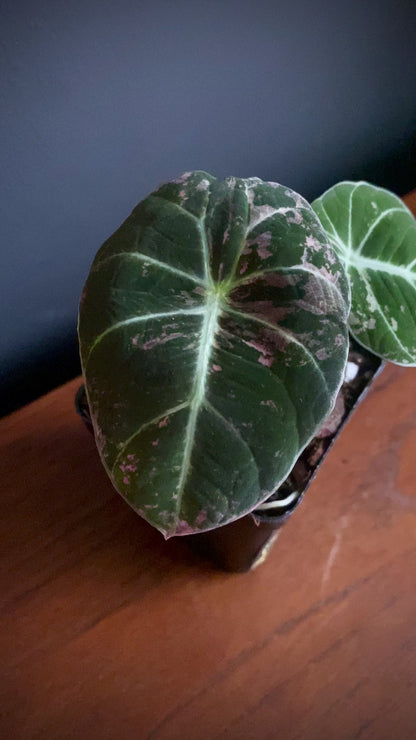 Alocasia Black Velvet Pink variegata | 7 cm pot (D)