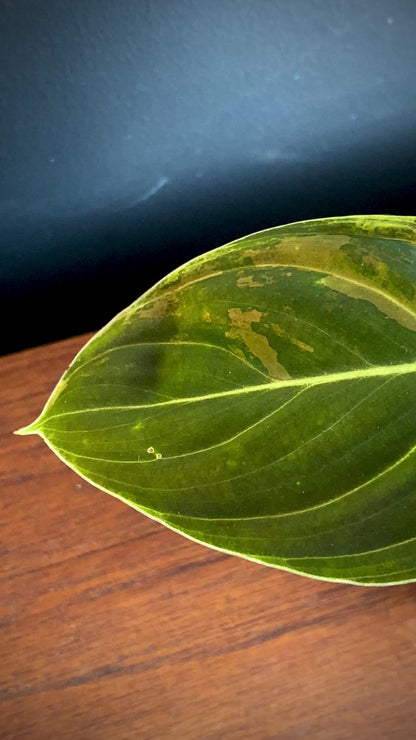 Philodendron Melanochrysum variegata | 7 cm pot (D)