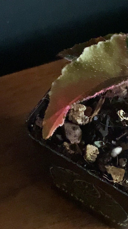 Begonia Ginny Galaxy Pink variegated | 7 cm pot