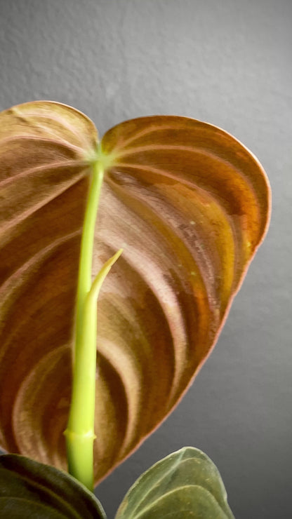 Philodendron Melanochrysum variegata | 7 cm pot (A)