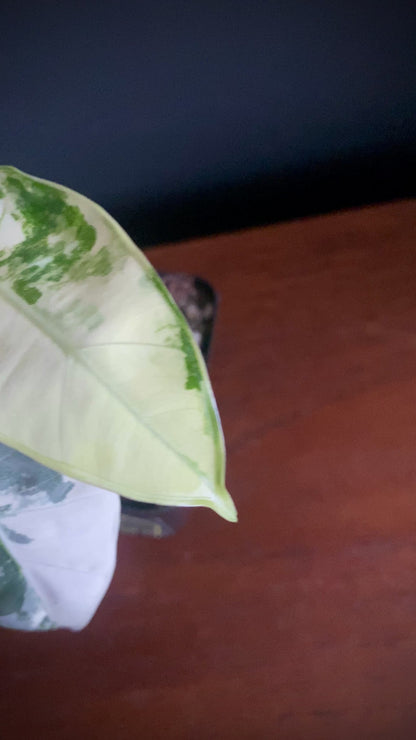 Alocasia Frydek Albo variegated | 7 cm pot
