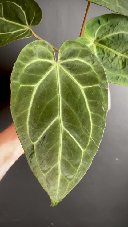 Anthurium NoID | 9 cm pot