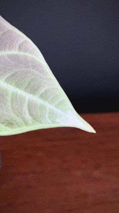 Alocasia Maharani | 7 cm pot