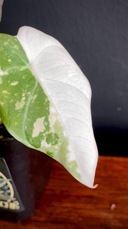 Alocasia Black Velvet Pink variegata | 7 cm pot (A)