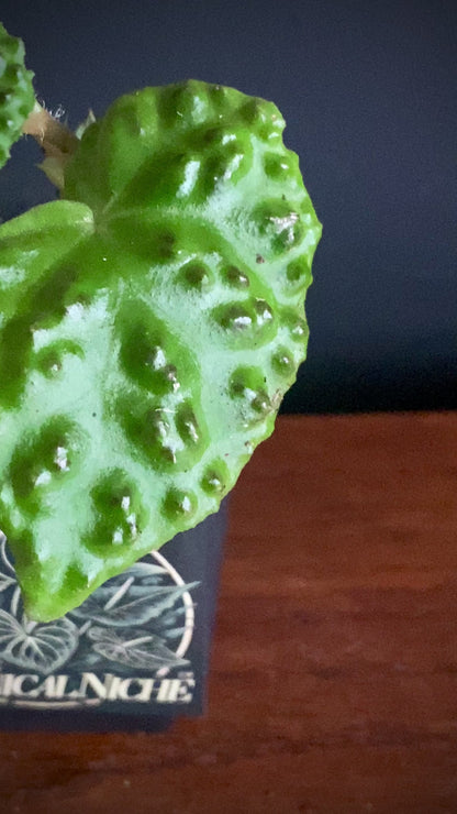 Begonia Dracopelta | 6 cm pot