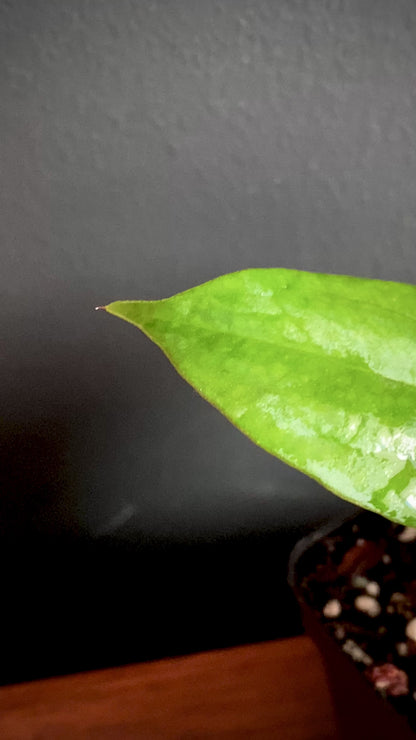 Anthurium Papillaminum Fort Sherman | 7 cm pot