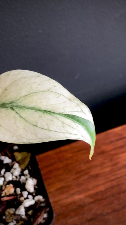 Monstera Deliciosa Mint variegated | 7 cm pot (B)