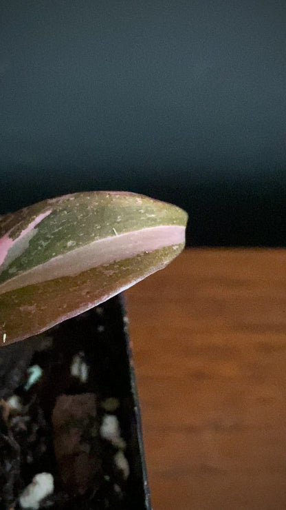 Philodendron Pink Princess | 7 cm pot