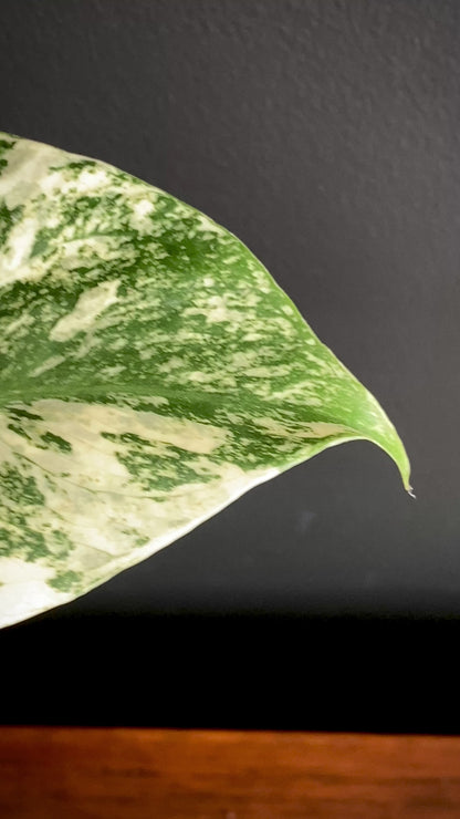 Monstera Deliciosa Mint variegated | 7 cm pot (C)