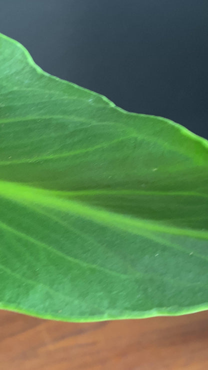 Monstera Burle Marx Flame | 15 cm pot (A)