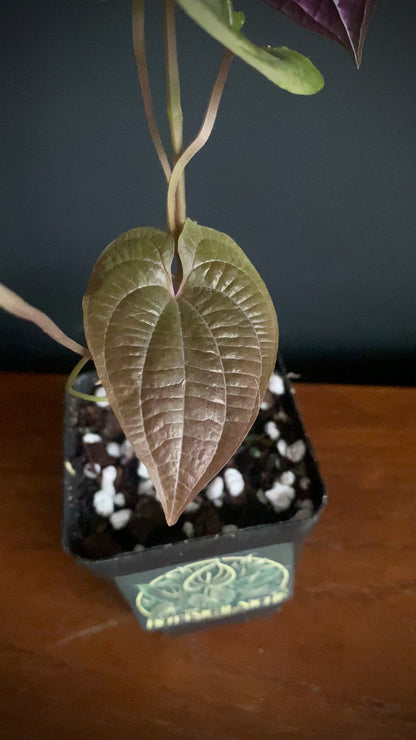 Dioscoria Discolor | 7 cm pot