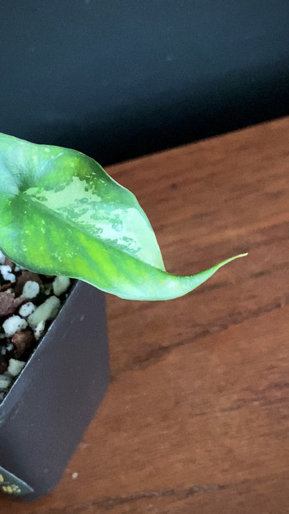Alocasia Simpo Albo variegata | 7 cm pot (A)