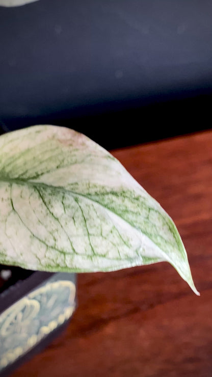 Monstera Deliciosa Mint variegated | 7 cm pot (A)