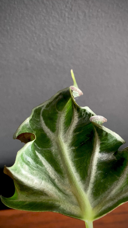 Alocasia Loco | 7 cm pot
