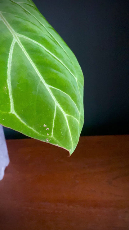 Anthurium Besseae X Magnificum | 9 cm pot