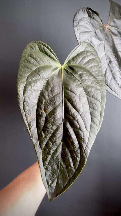 Anthurium Queen of Hearts | 12 cm pot (C)