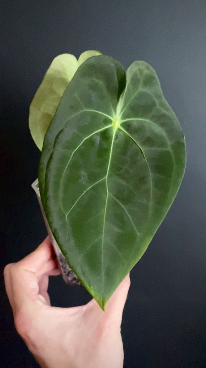 Anthurium Papillaminum X Forgetii dark form | 7 cm pot