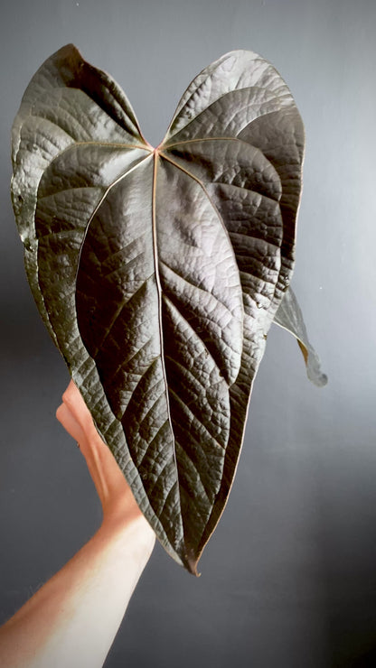 Anthurium Queen of Hearts | 12 cm pot (A)