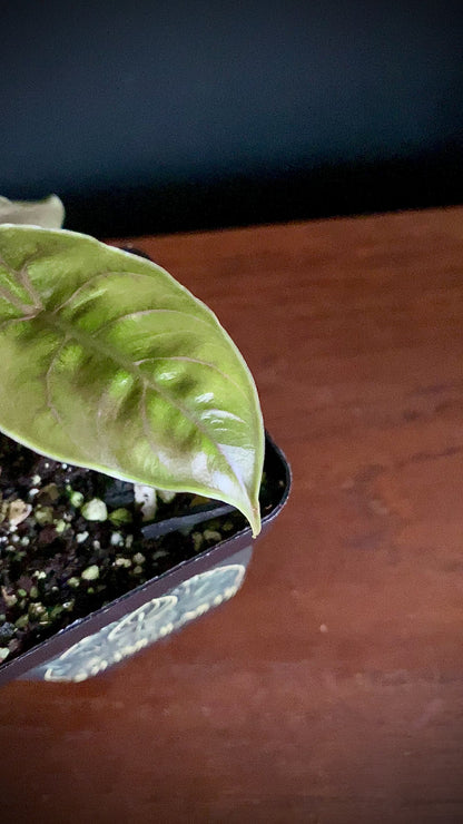 Alocasia Azlanii Mint Variegated | 7 cm pot