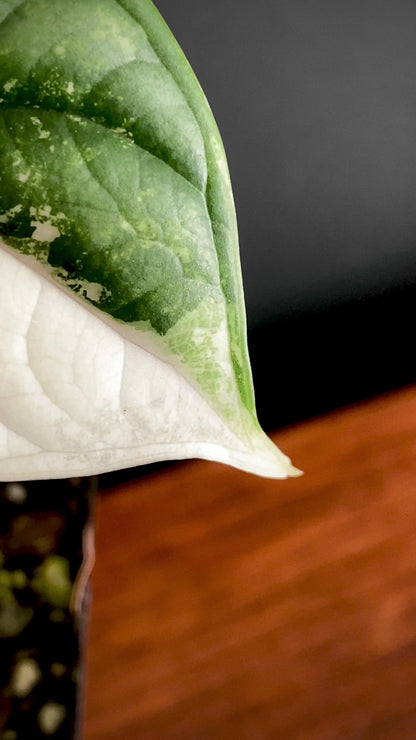 Alocasia Dragonscale Albo variegata | 7 cm pot (A)