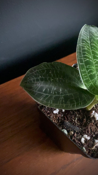 Macodes Petola - Jewel Orchid | 7 cm pot