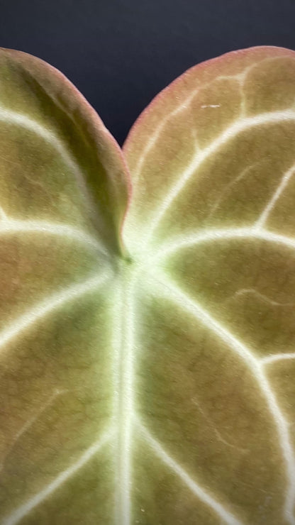 Anthurium Clarinervium | 12 cm pot