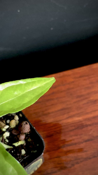 Anthurium Polyschistum | 6 cm pot