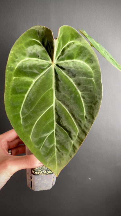 Anthurium Magnificum X Forgetii | 7 cm pot