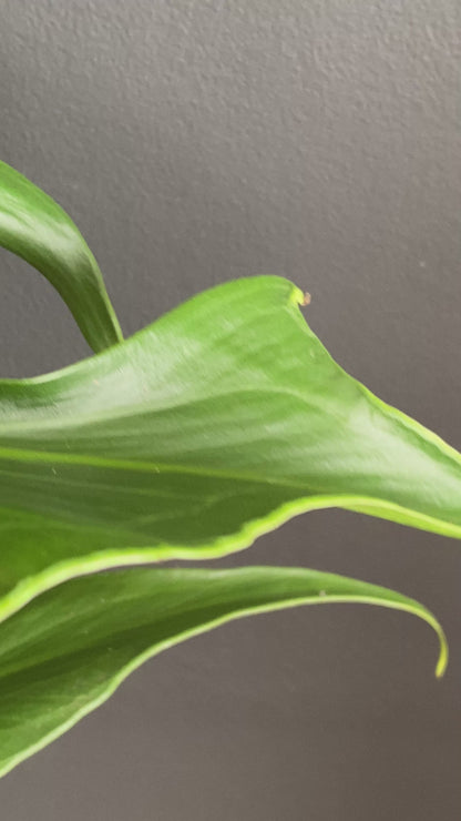 Monstera Burle Marx Flame | 15 cm pot (B)