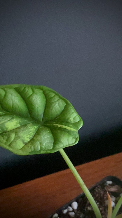 Alocasia Dragonscale Albo variegata | 7 cm pot (B)