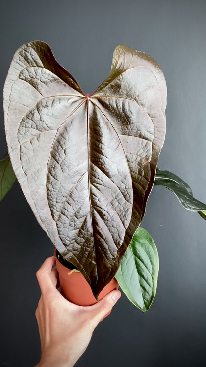 Anthurium Queen of Hearts | 12 cm pot (B)
