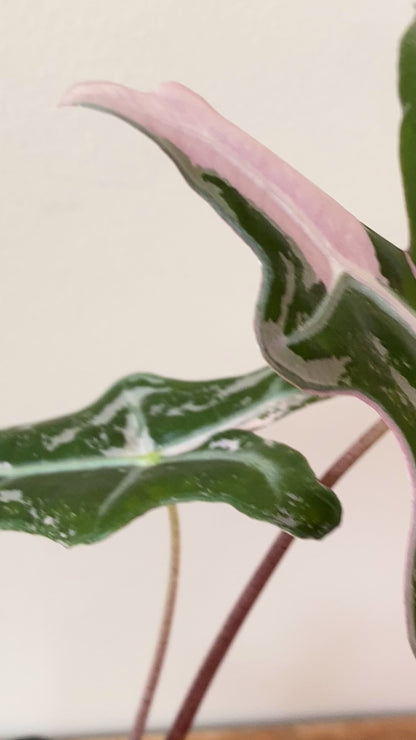 Alocasia Nobilis Pink variegata | 7 cm pot