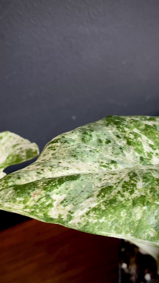 Alocasia Macrorrhizos Splash variegated | 7 cm pot