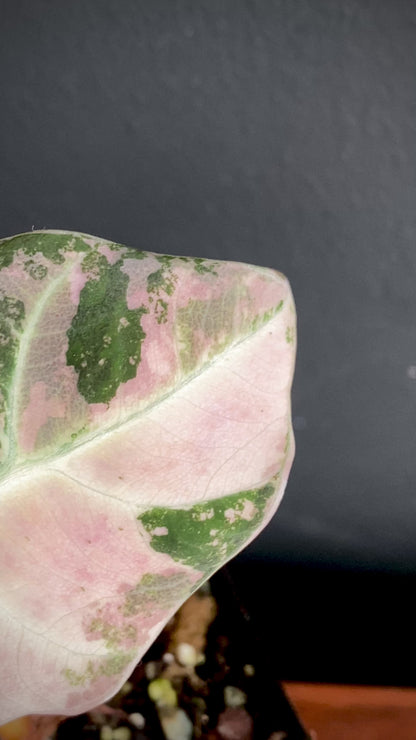 Alocasia Black Velvet Pink variegata | 7 cm pot (B)